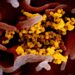 Esta imagem de microscópio eletrônico de varredura mostra SARS-CoV-2 (amarelo) - também conhecido como 2019-nCoV, O vírus que causa a doença COVID-19. Essa imagem foi obtida a partir de material isolado de um paciente nos EUA, na qual é possível ver o vírus 
 SARS-CoV 2 emergindo para a superfície de células (rosa) cultivadas em laboratório. Crédito: NIAID-RML / Wikimedia.org.