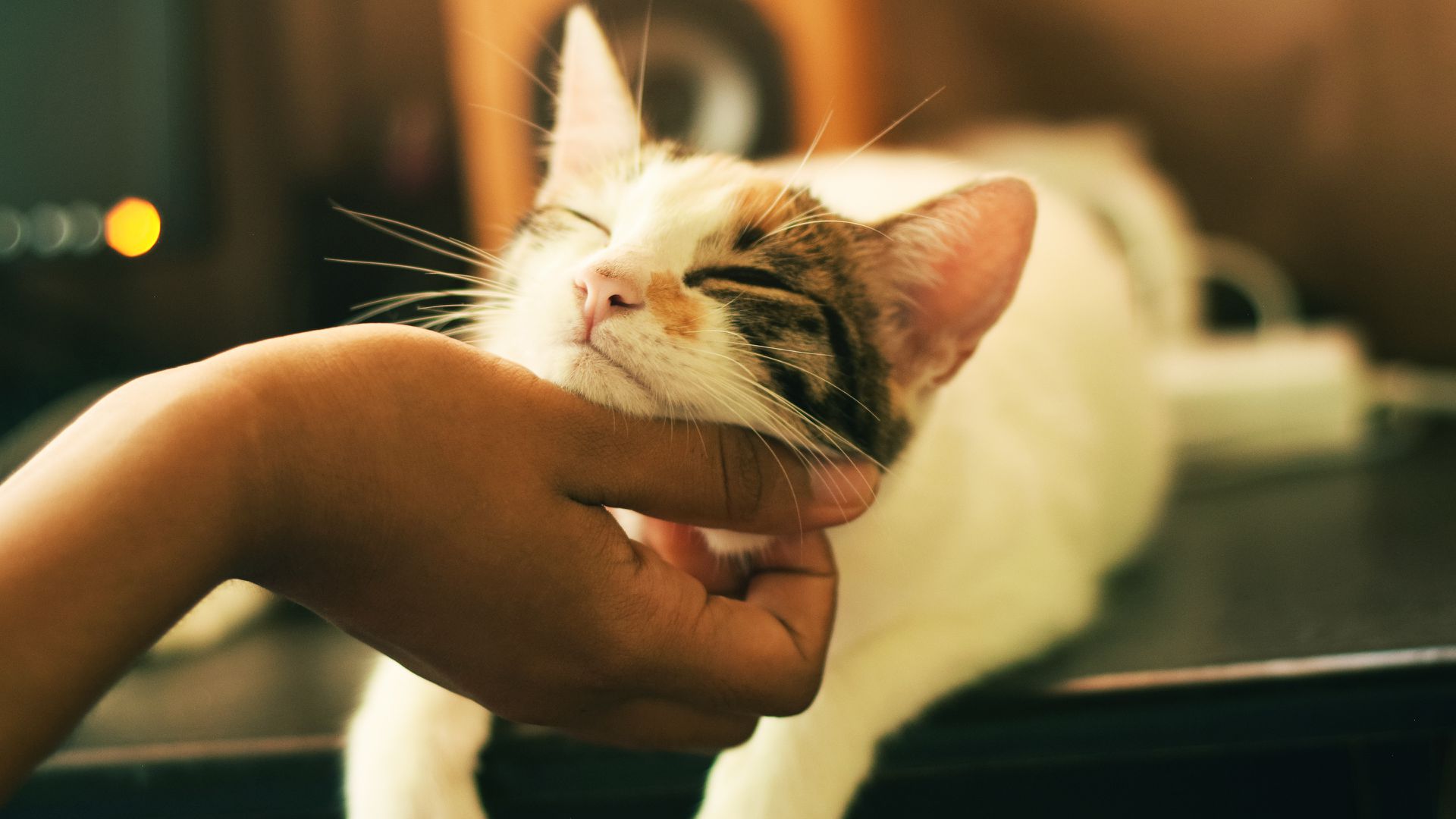 Estudo do Facebook sugere que fãs de gatos são mais tristes e solitários -  Olhar Digital