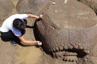 Ancient Armadillo The Size Of A Car Discovered By Farmer In Argentina 1