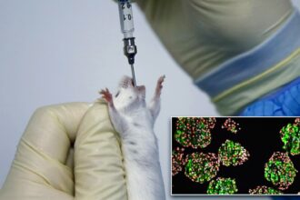 Células tronco humanas curaram diabetes com sucesso em ratos 3