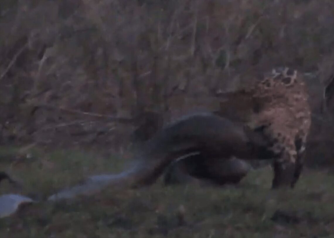 O vídeo mostra o momento do ataque da onça-pintada à anaconda. (Reprodução/Terra da Gente)