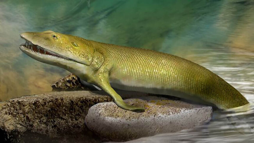 Uma ilustração mostrando como seriam os peixes antigos, Elpistostege watsoni, que tinham ossos dos dedos nas barbatanas da frente. (Imagem: © John Long)