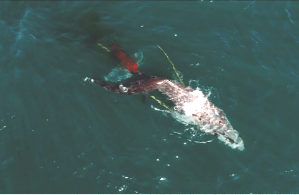 Tubarões brancos foram vistos atacando uma baleia jubarte viva pela primeira vez