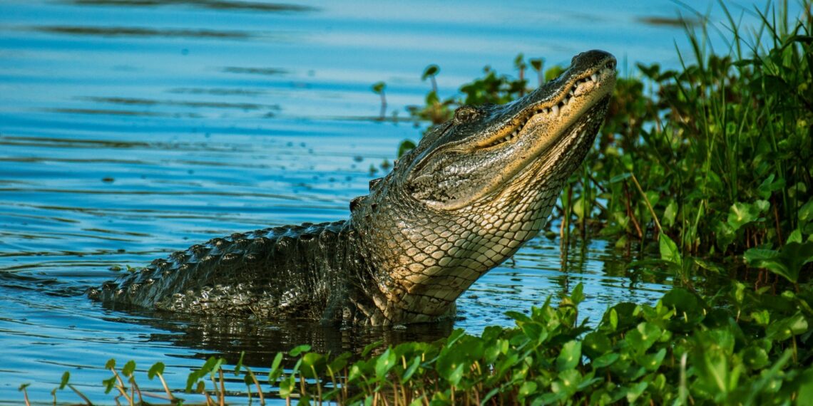 Um crocodilo. (Imagem: Pexels)