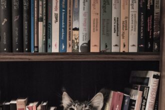 grey and white long coated cat in middle of book son shelf 156321