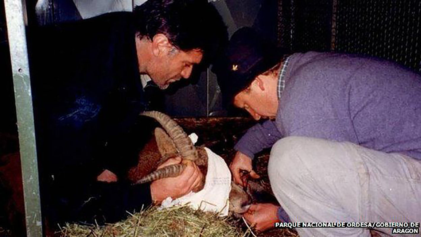 O biólogo consultor Juan Seijas (L) e Alberto Fernandez-Arias (R) obtêm amostras de tecido da Celia em 20 de abril de 1999.