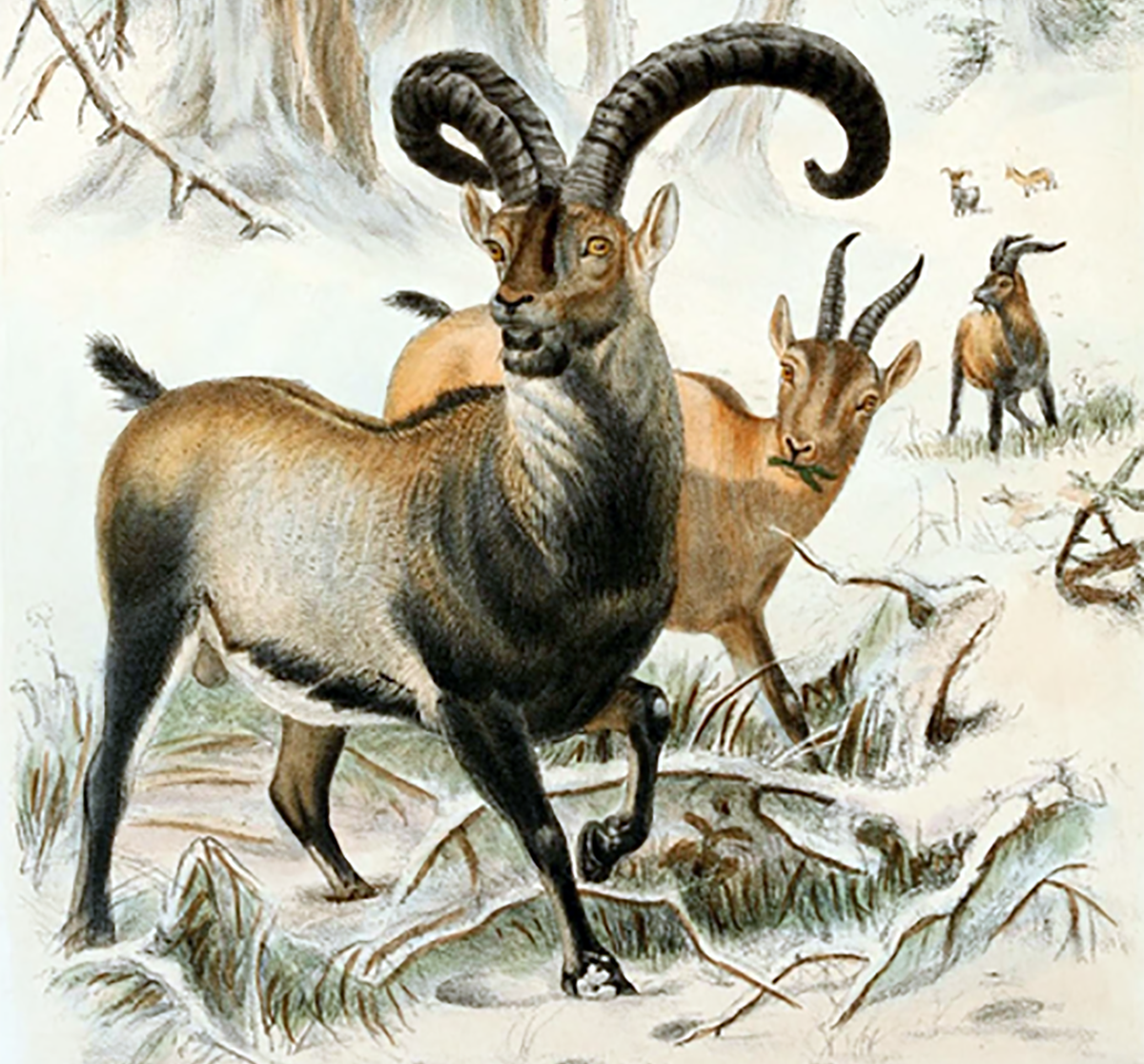 O Íbex dos Pirineus é o único animal extinto já ressuscitadoFonte: (Joseph Wolf / Wikimedia Commons)