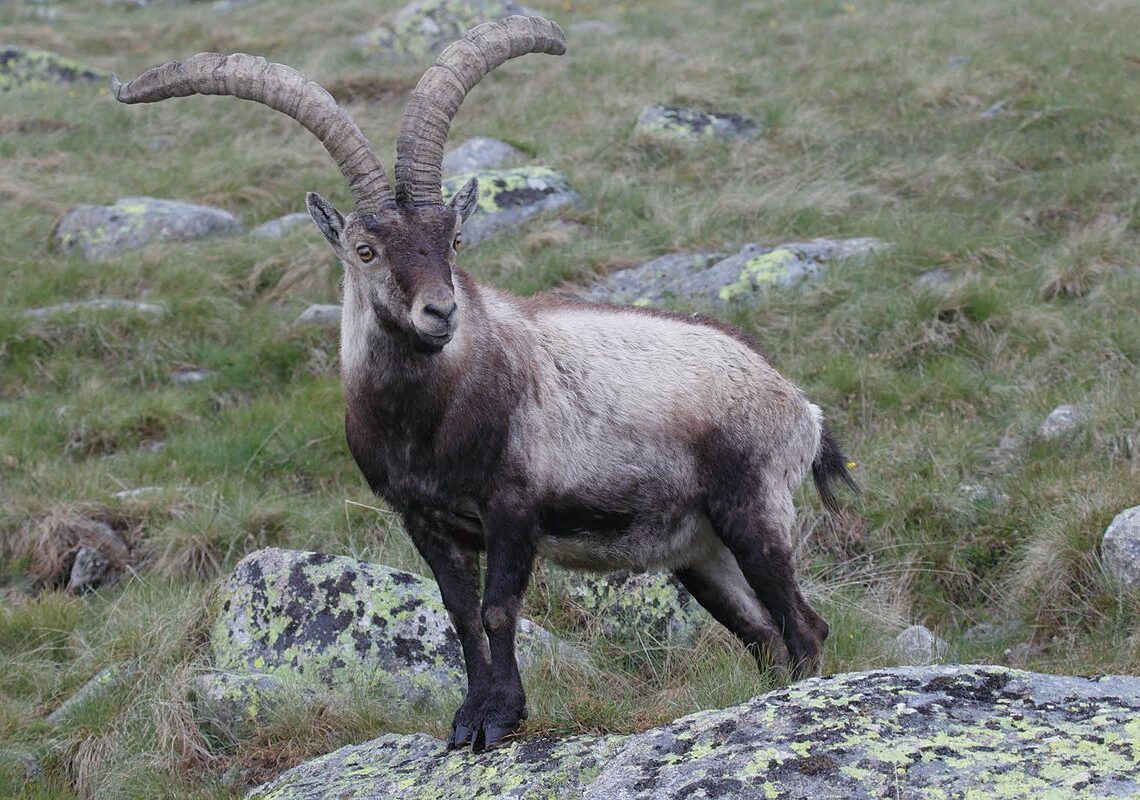 Um Ibex ibéric, um parente próximo do ìbex dos Pirinéus, o único animal extinto a ser ressuscitado pela ciência. (Imagem: Juan Lacruz - Own work, CC BY-SA 3.0)