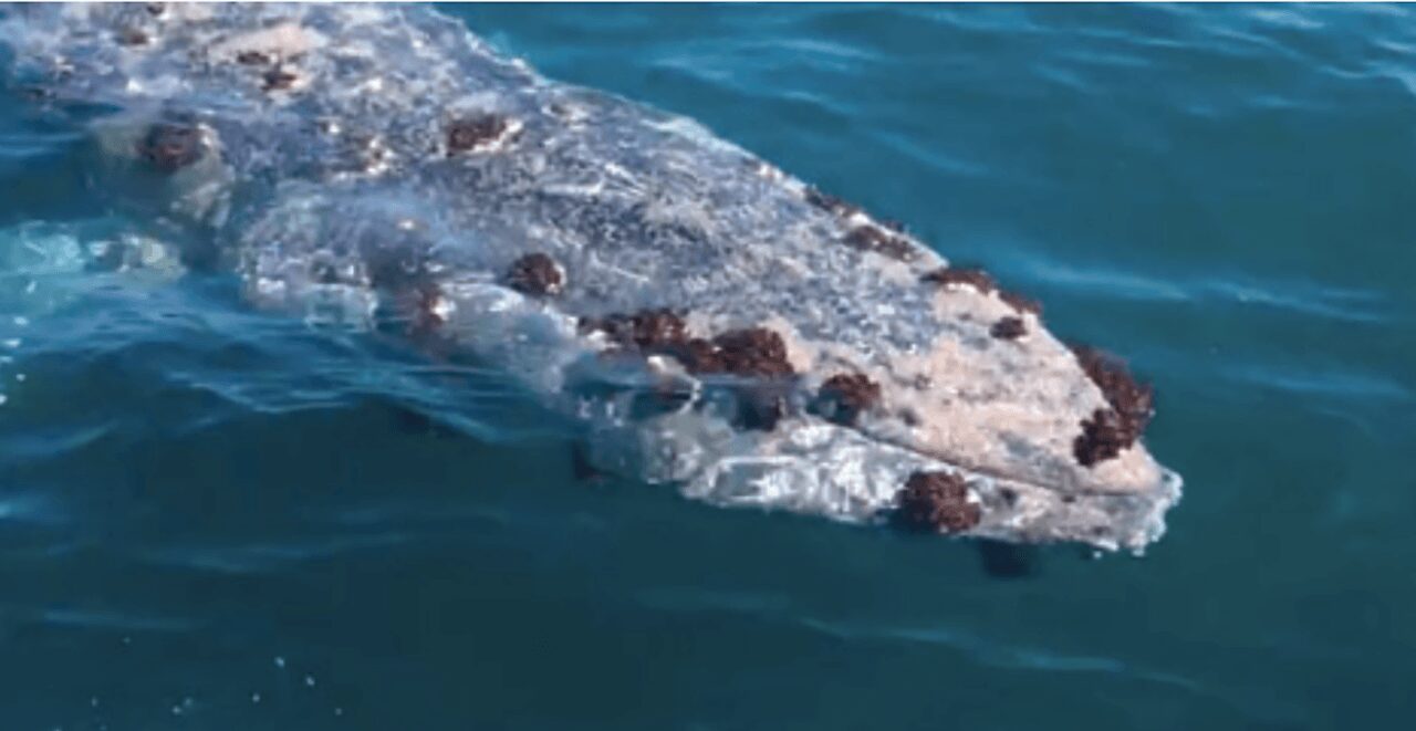 A baleia parecia seriamente doente e estava coberta por muitas cracas e piolhos de baleia. (Imagem: Marine & Freshwater Research)