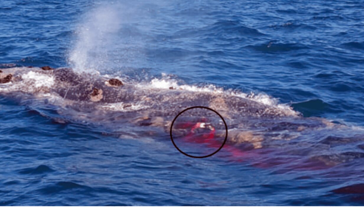 Pela primeira vez, tubarões brancos foram vistos atacando uma baleia jubarte viva. (Imagem: Marine & Freshwater Research)