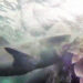 Pela primeira vez cientistas flagraram tubarões brancos atacando uma baleia jubarte viva. (Imagem: Marine & Freshwater Research)