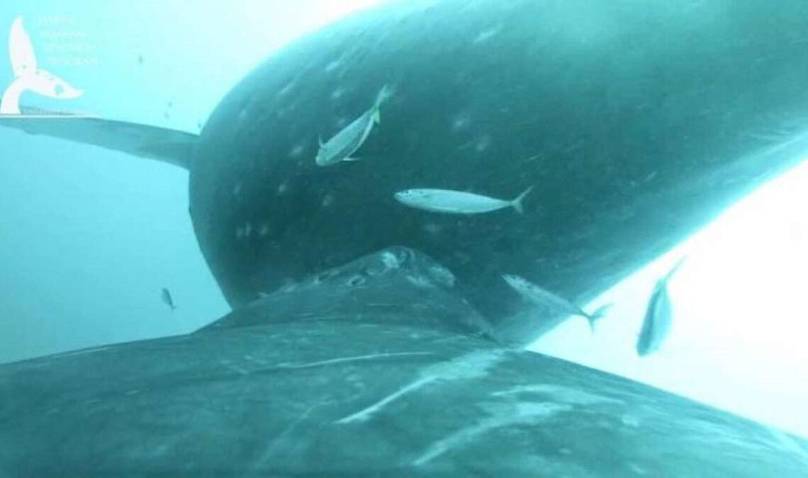 Uma equipe de biólogos marinhos na costa do Havaí capturaram um vídeo raro de uma baleia jubarte amamentando filhote. (Licença NOAA 21476) Programa de Pesquisa em Mamíferos Marinhos UH Mānoa)