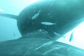 Uma equipe de biólogos marinhos na costa do Havaí capturaram um vídeo raro de uma baleia jubarte amamentando filhote. (Licença NOAA 21476) Programa de Pesquisa em Mamíferos Marinhos UH Mānoa)