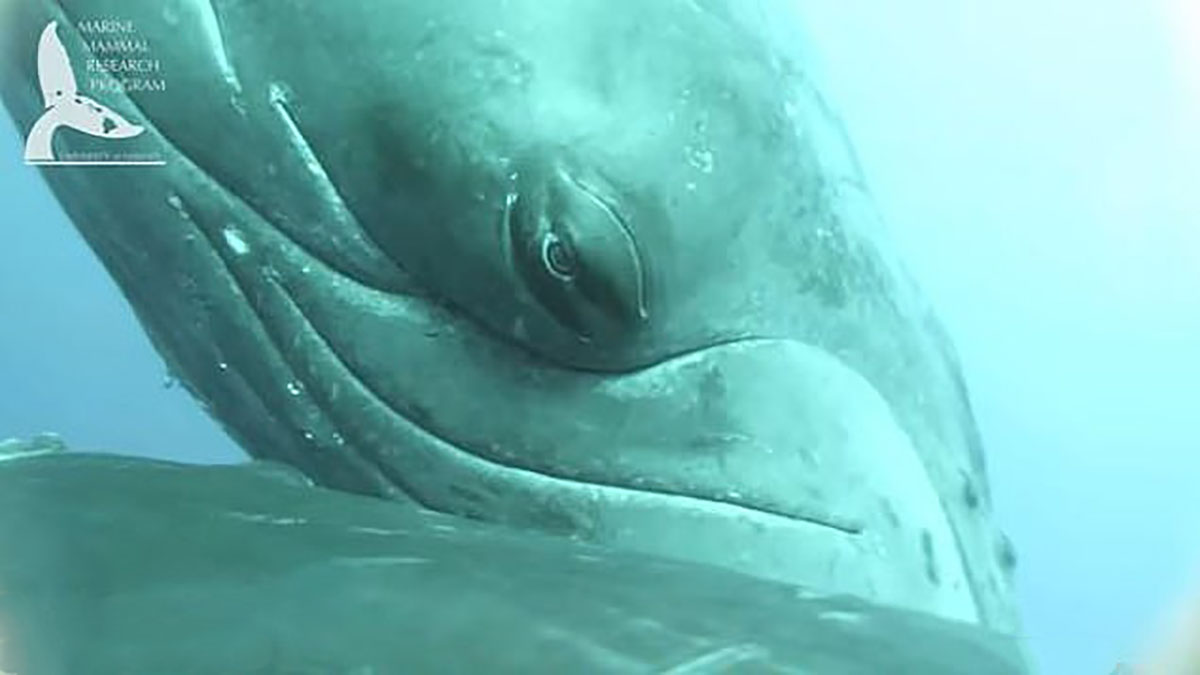Uma equipe de biólogos marinhos na costa do Havaí capturaram um vídeo raro de uma baleia jubarte amamentando filhote. (Imagem: Licença NOAA 21476) Programa de Pesquisa em Mamíferos Marinhos UH Mānoa)