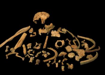 Restos esqueléticos do Homo antecessor. Imagem: José Maria Bermúdez de Castro