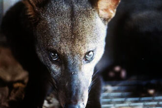 Cão selvagem da Amazônia é um animal quase desconhecido