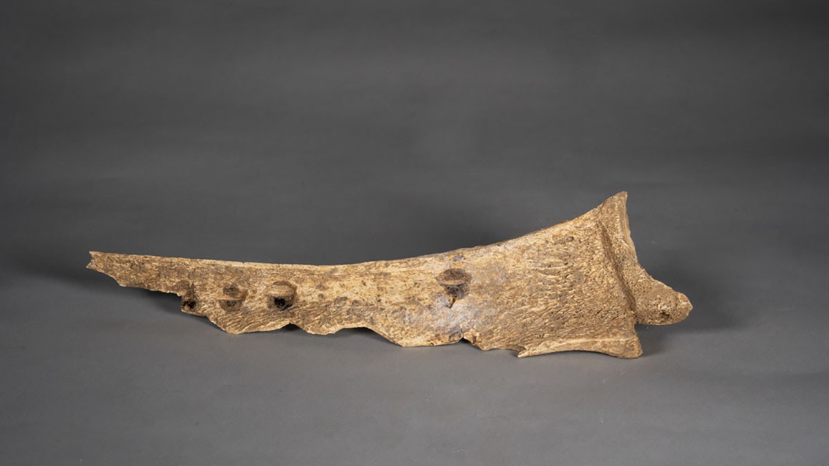 Um pedaço de osso de oráculo descoberto no local de Chaizhuang em Jiyuan, província de Henan, na China Central. (Créditos: Instituto Provincial de Henan de Relíquias Culturais e Arqueologia / Xinhua)