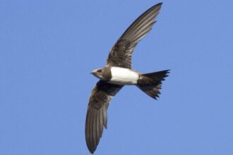 aves podem voar sem parar por seis meses