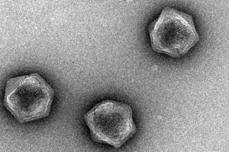 Quanto mais descobrimos sobre vírus gigantes , mais perguntas parecemos ter. Imagem: Viriões individuais do 'vírus da maré marrom'. (Chuan Xiao e Yuejiao Xian / Universidade do Texas em El Paso)