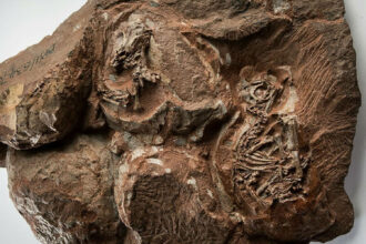 O ninho de dinossauros fossilizado revela um nível sem precedentes de detalhes nos crânios dos embriões. (Crédito: Brett Eloff)