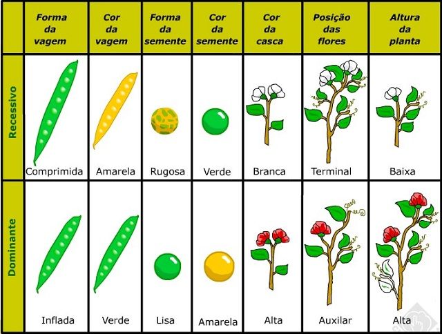 Leis De Mendel: Saiba Tudo Sobre Elas