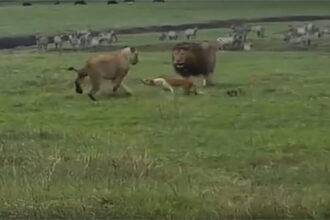 cachorro ataca e intimida leões