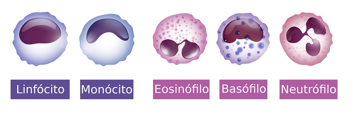 O Que São Os Glóbulos Brancos Qual Sua Função Em Nosso Corpo 4035
