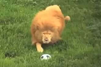 Leão entediado surpreende a todos jogando futebol
