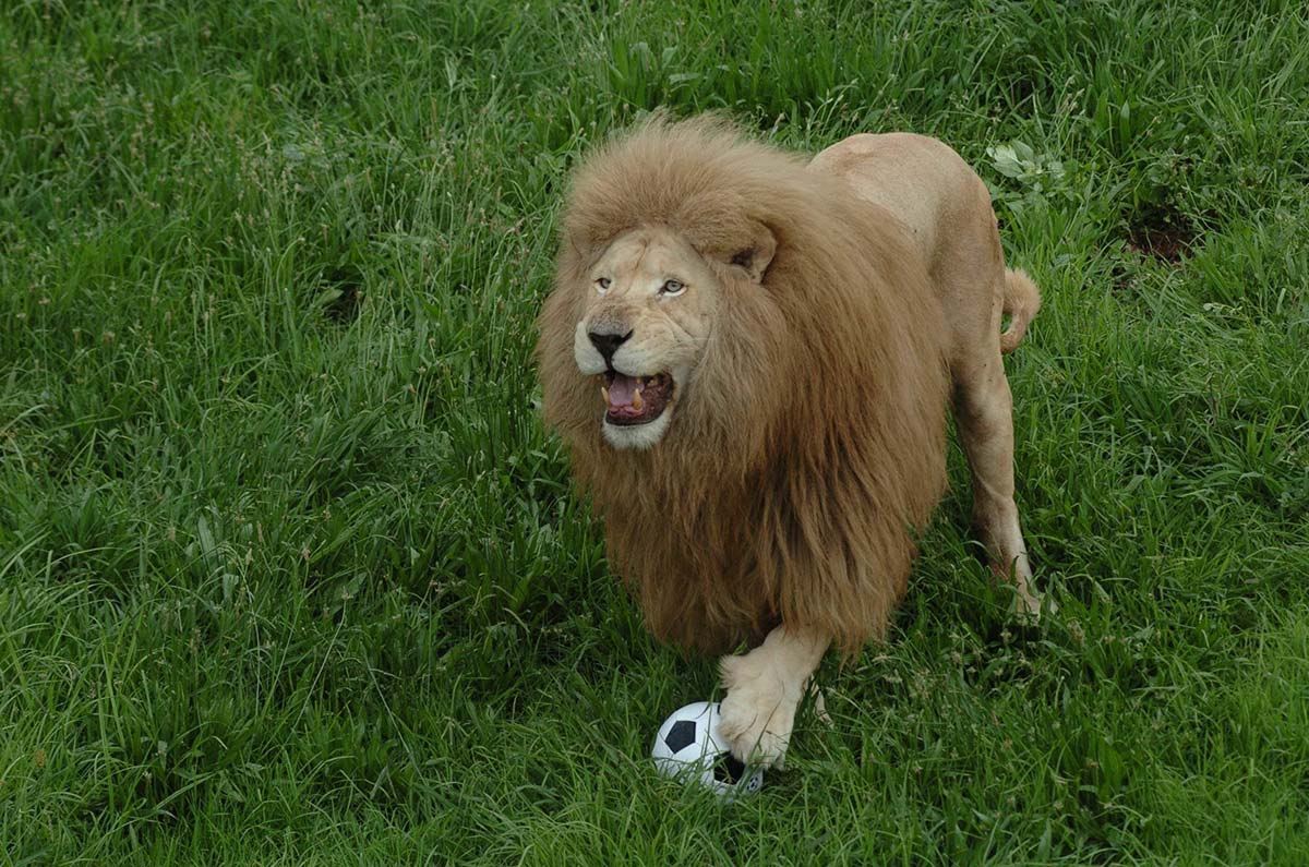 Leão entediado joga futebol
