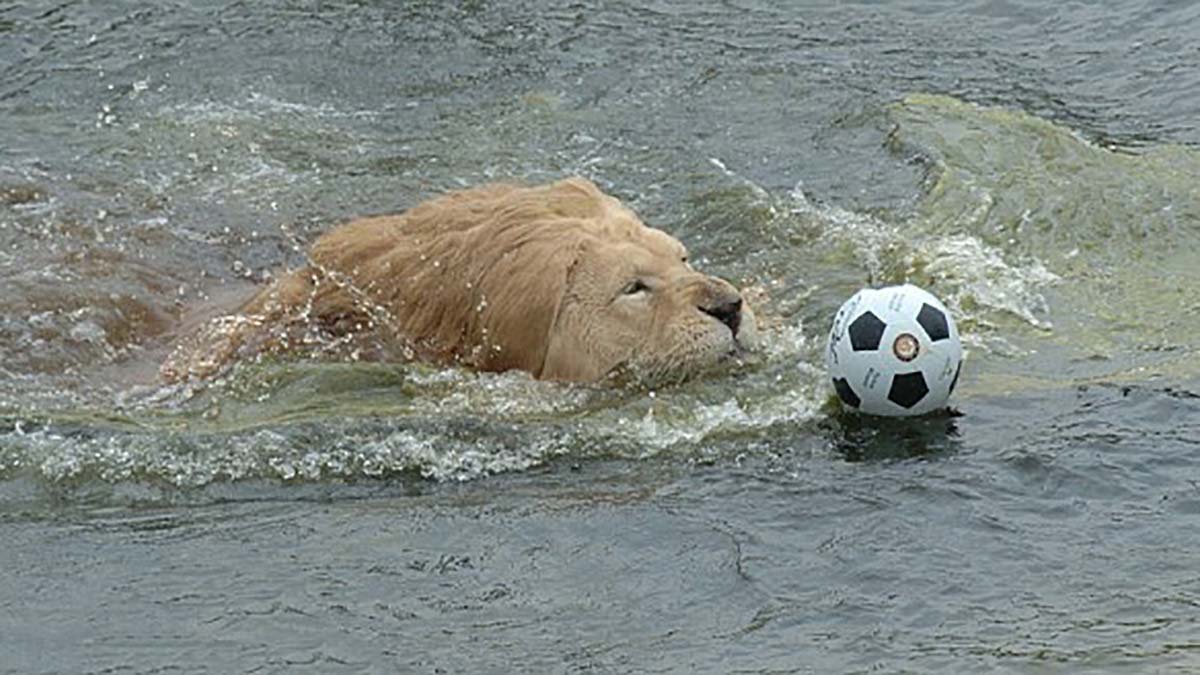 Leão entediado brinca com bola de futebol.