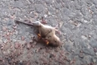 Vespa assassina mata rato em apenas alguns segundos. (Imagem: Captura de tela / YouTube)