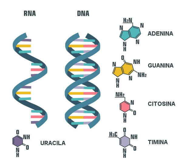 Estruturas de DNA e RNA