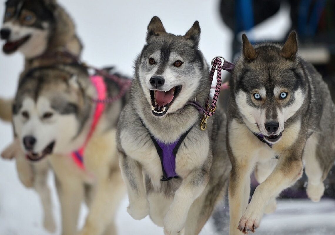 Huskies siberianos puxam um trenó. (Imagem: Jeff J Mitchell/Getty Images)