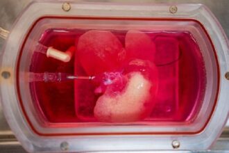 Fígados criados em laboratório
