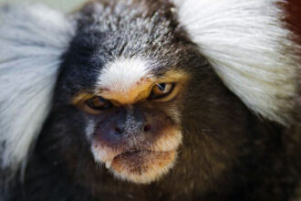 Macacos desenvolveram cérebros maiores graças a gene humanos