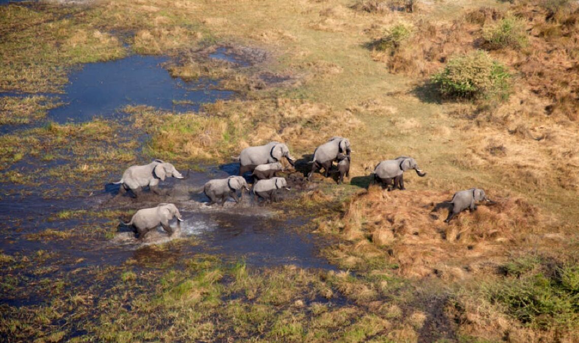 Mais de cem elefantes desapareceram misteriosamente na Botswana