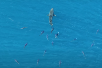 Tubarão branco perseguido por atuns