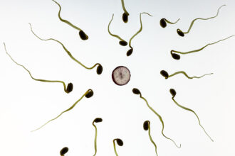 Óvulos humanos podem selecionar espermatozoides