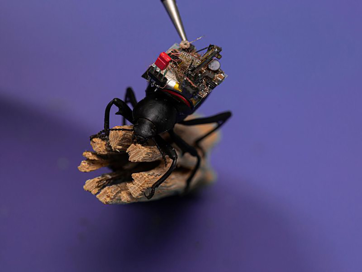 Besouros com micro câmeras