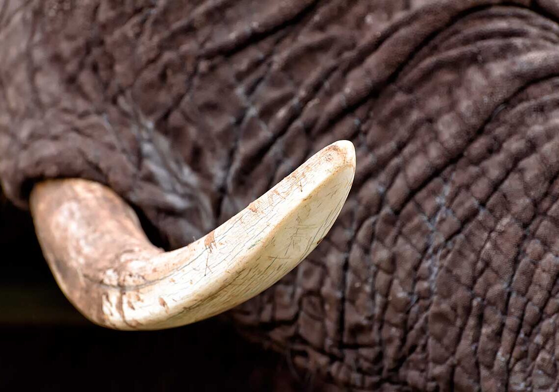 Elefante marfim
