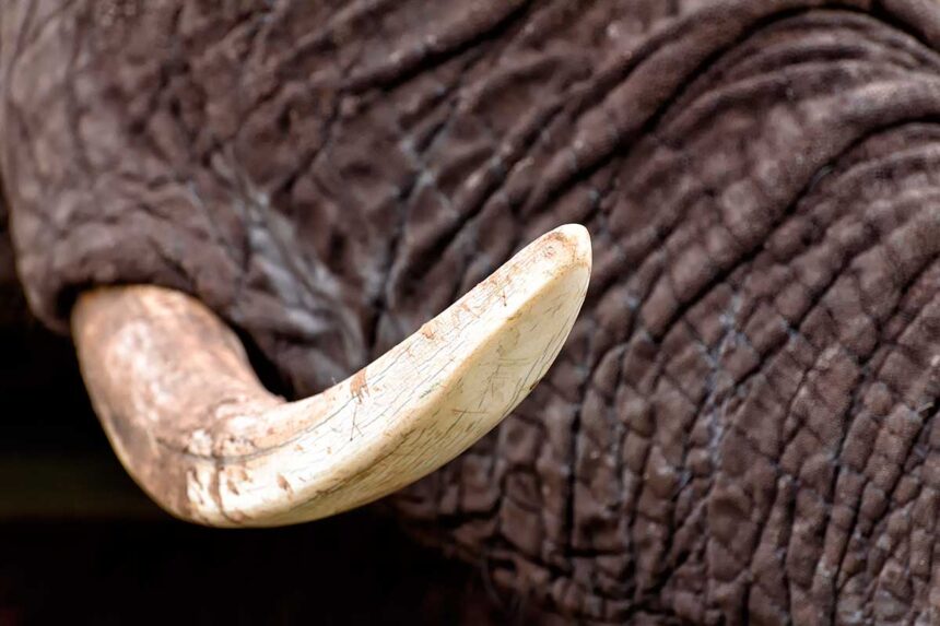 Elefante marfim