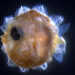 Larva do Peixe sol