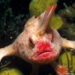 Peixe estranho (Sympterichthys unipennis)