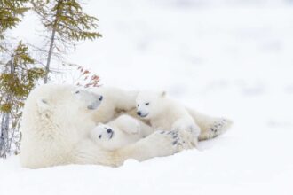 Ursos-polares-podem-entrar-em-extincao