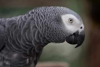 Papagaio cinzento