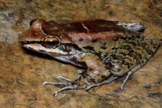 Um sapo macho Thoropa taophora do Brasil. Crédito: Fábio de Sá