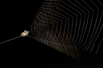 IFL Science, https://www.iflscience.com/plants-and-animals/perus-slingshot-spider-can-propel-itself-100-times-faster-than-a-cheetah/