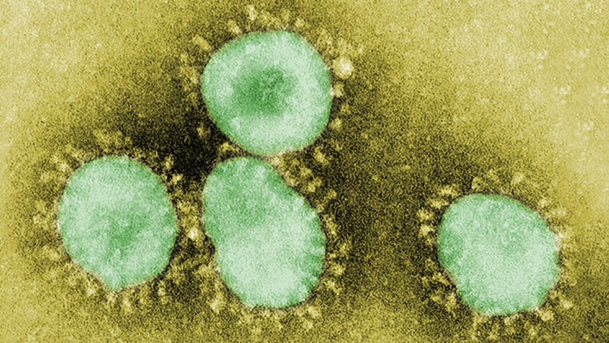 Imunidade induzida por outros coronavírus pode não proteger idosos da COVID-19