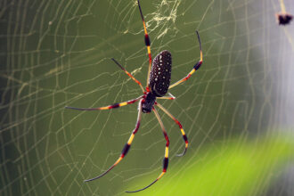 Pesquisador brasileiro mostra como estas aranhas podem produzir teias venenosas