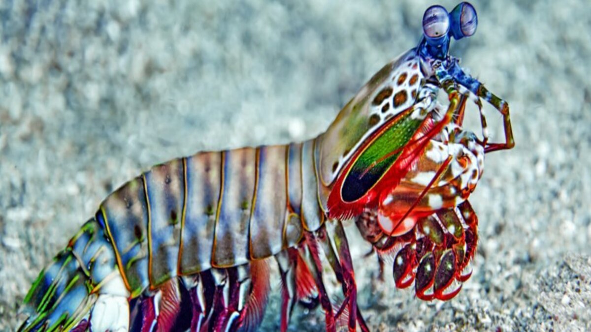 Soco Mais Forte Do Mundo Camarão mantis tem o soco mais rápido e poderoso do oceano